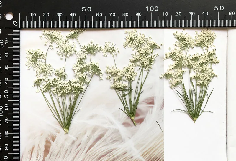 5-7cm/12pcs,Snow Tiny Flowers  – Craft Embellishment Bewertung und Preis
