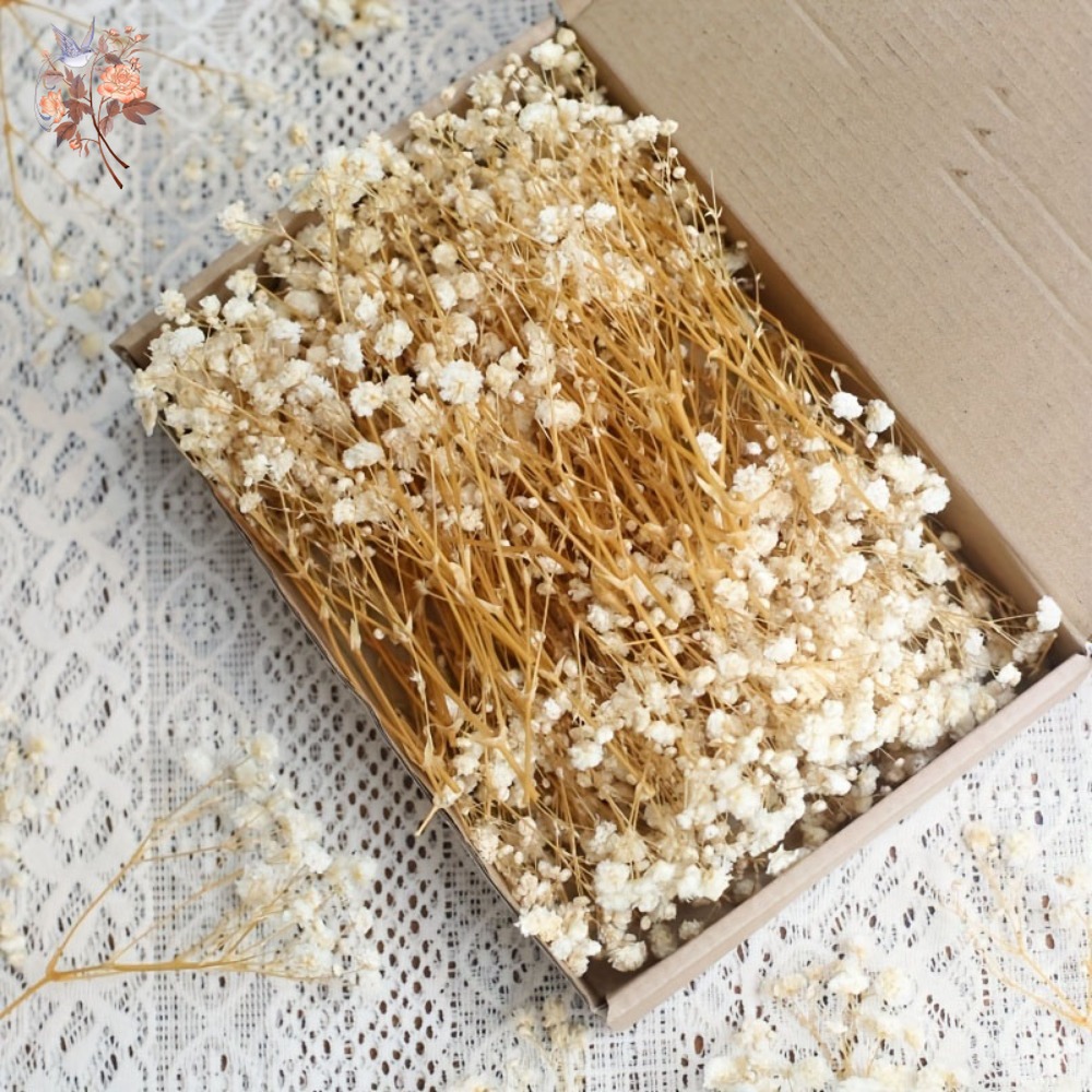 100pcs Mini Dried Baby's Breat – Craft Embellishment Bewertung und Preis